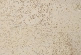 Клеевой пробковый пол CorkArt Narrow Plank 185w CN